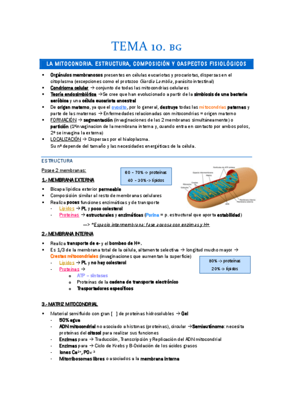 Miniatura del documento TEMA-10.-BG.-MITOCONDRIAS.pdf