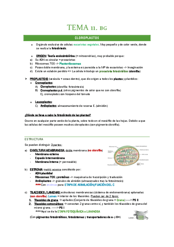 Miniatura del documento TEMA-11.-BG.-CLOROPLASTOS.pdf