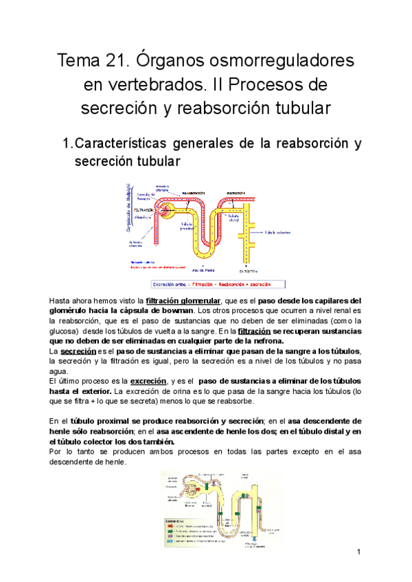 Miniatura del documento Tema-21.-Organos-osmorreguladores-en-vertebrados.-II-Procesos-de-secrecion-y-reabsorcion-tubular.pdf