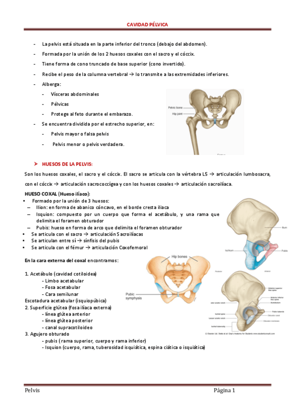 Miniatura del documento 3-Cavidad-pelvica.pdf