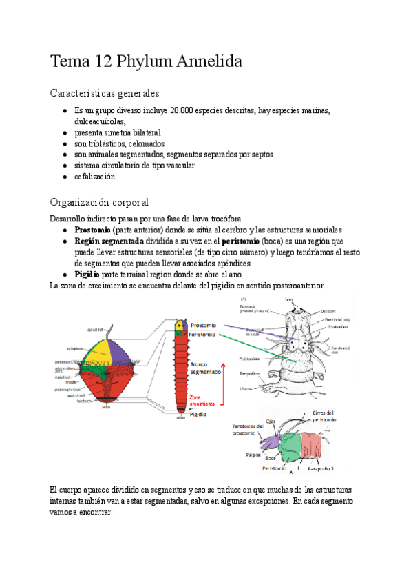 Miniatura del documento Tema-12-Annelida.pdf
