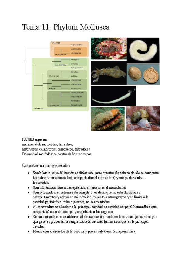 Miniatura del documento Tema-11-Phylum-Mollusca.pdf