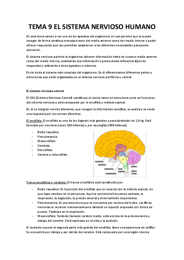 Miniatura del documento TEMA-9-EL-SIS-NERVIOSO.pdf