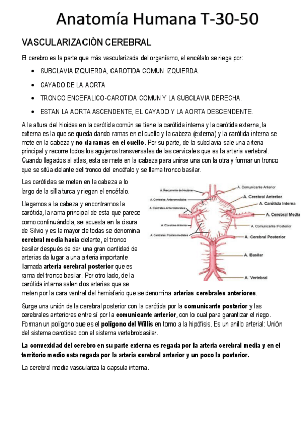 Miniatura del documento VASCULARIZACIÓN CEREBRAL.pdf