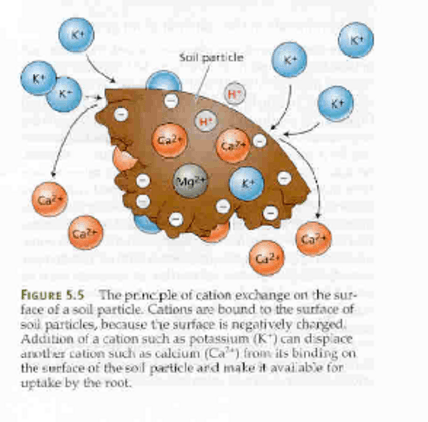 Miniatura del documento T03-NUTRICION-MINERAL.pdf