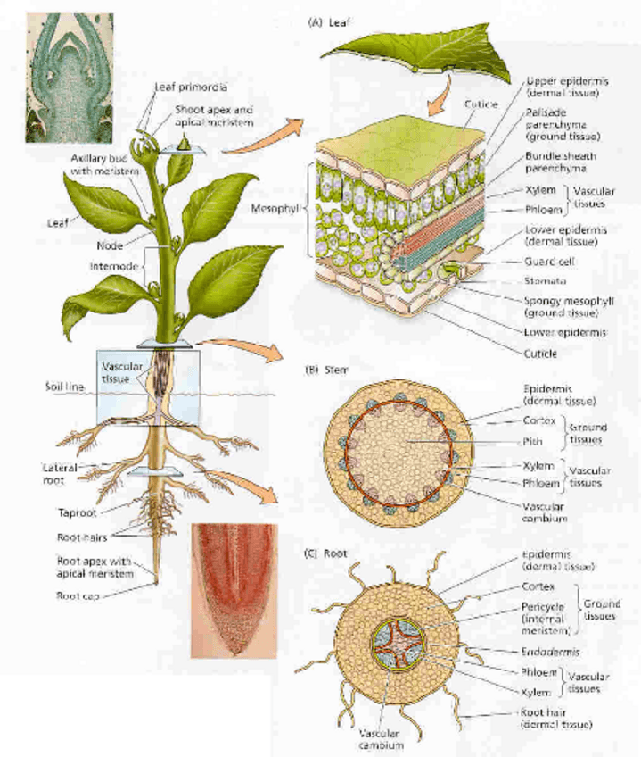 Miniatura del documento T01-ORGANIZACION-VEGETAL.pdf