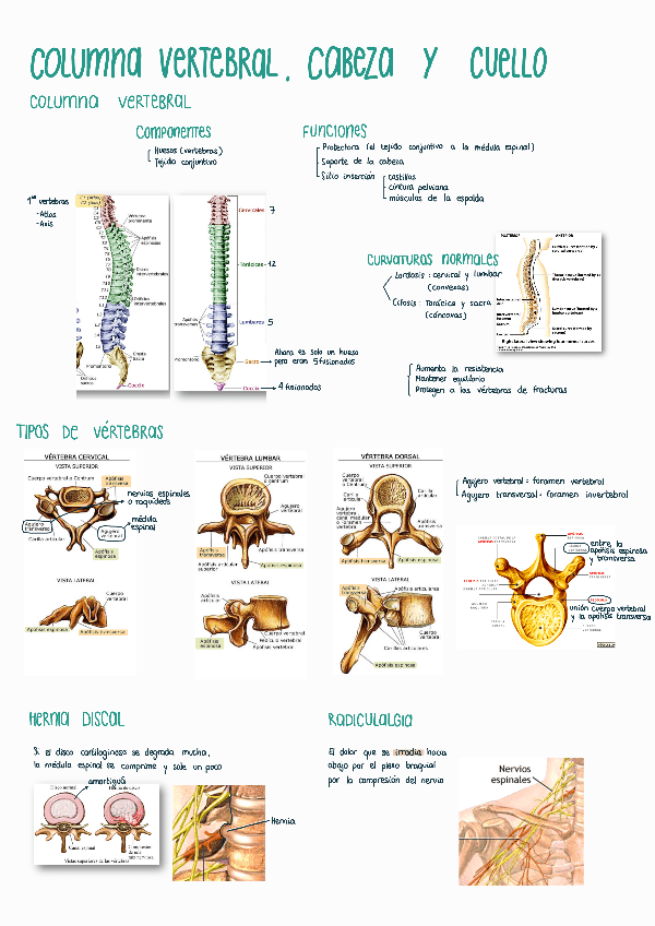 Miniatura del documento Unidad-5-La-columna-vertebral221202114456.pdf