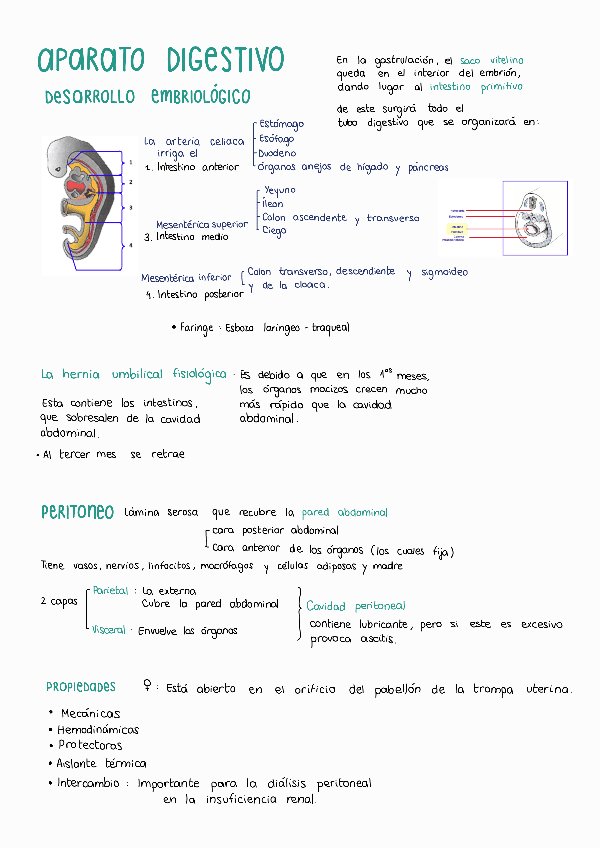 Miniatura del documento Unidad-11 primera parte Aparato-digestivo.pdf