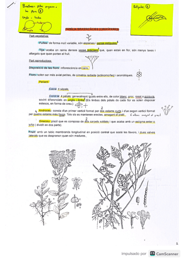 Miniatura del documento Familia-Plantes.pdf