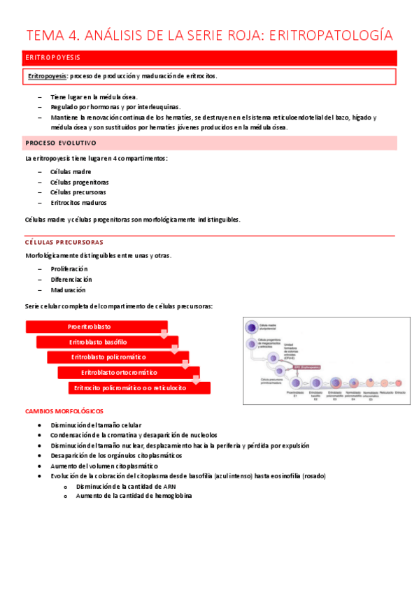 Miniatura del documento TEMA 4. ERITROPATOLOGÍA.pdf