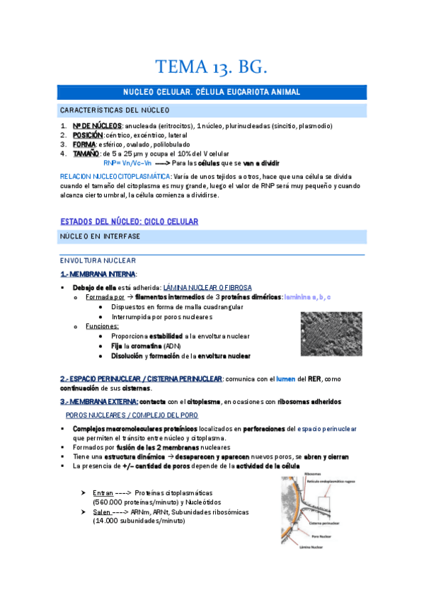 Miniatura del documento TEMA-13.-NUCLEO-CELULAR.pdf