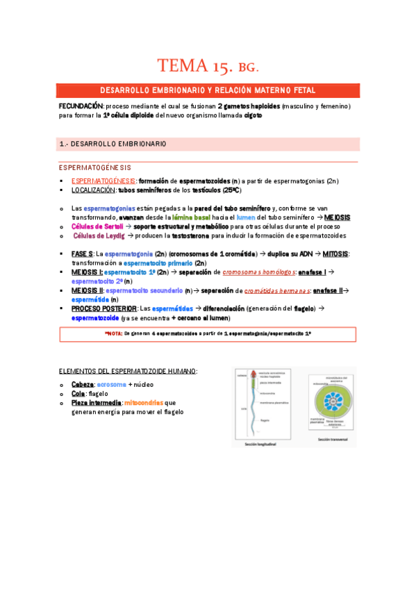 Miniatura del documento TEMA-15.-BG.-DESARROLLO-EMBRIONARIO.pdf