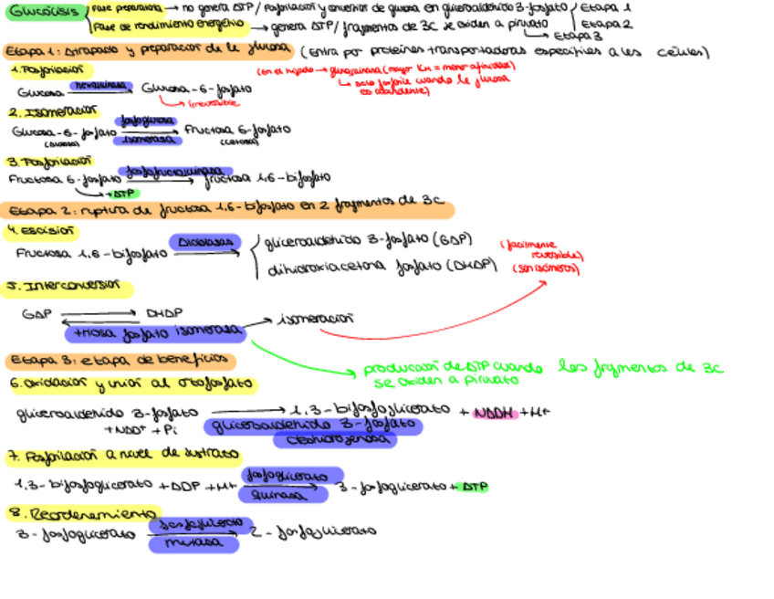 Miniatura del documento Glucolisis-Y-Lanzaderas.pdf