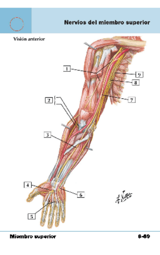 Miniatura del documento nervios-del-miembro-superior.pdf