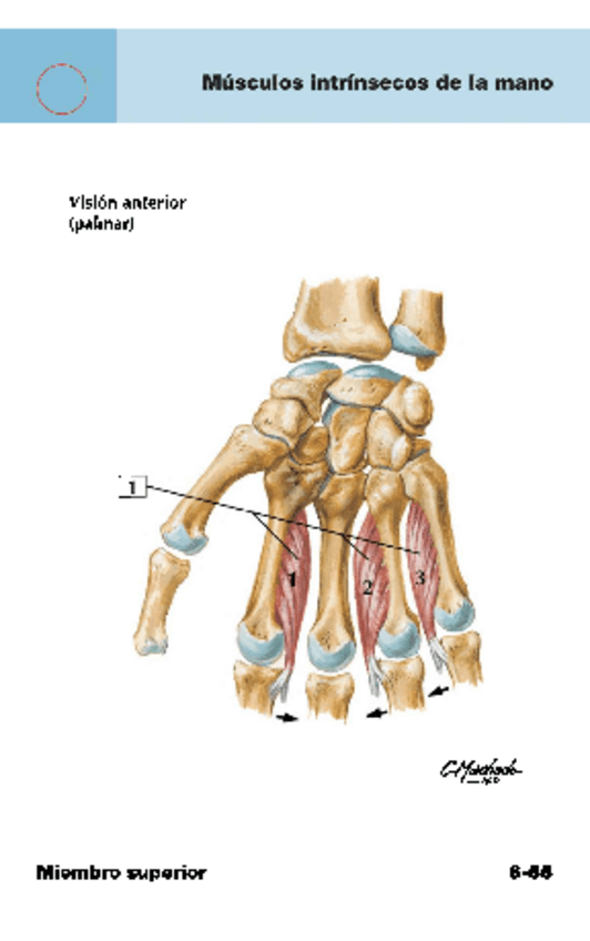 Miniatura del documento musculos-intrinsecos-de-la-mano.pdf