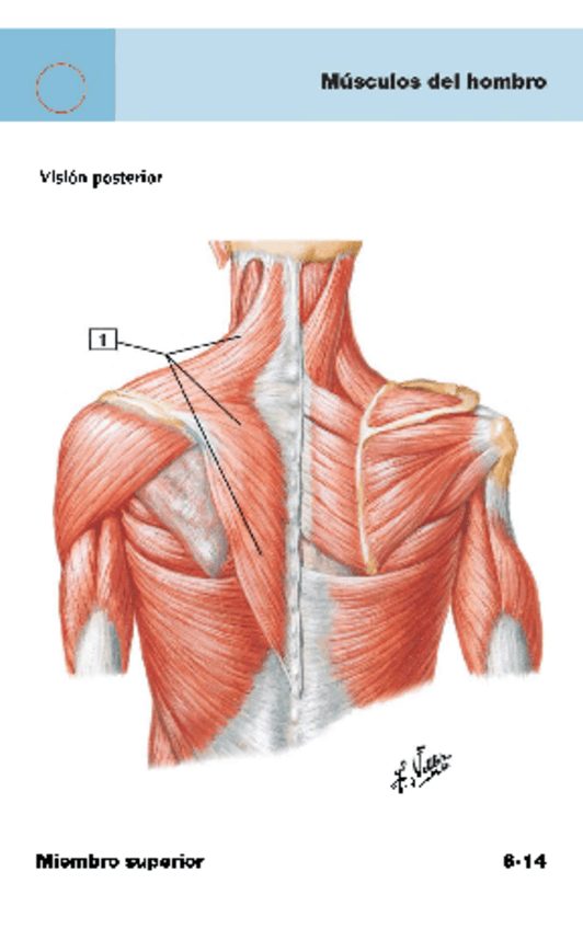 Miniatura del documento Musculos-del-hombro.pdf