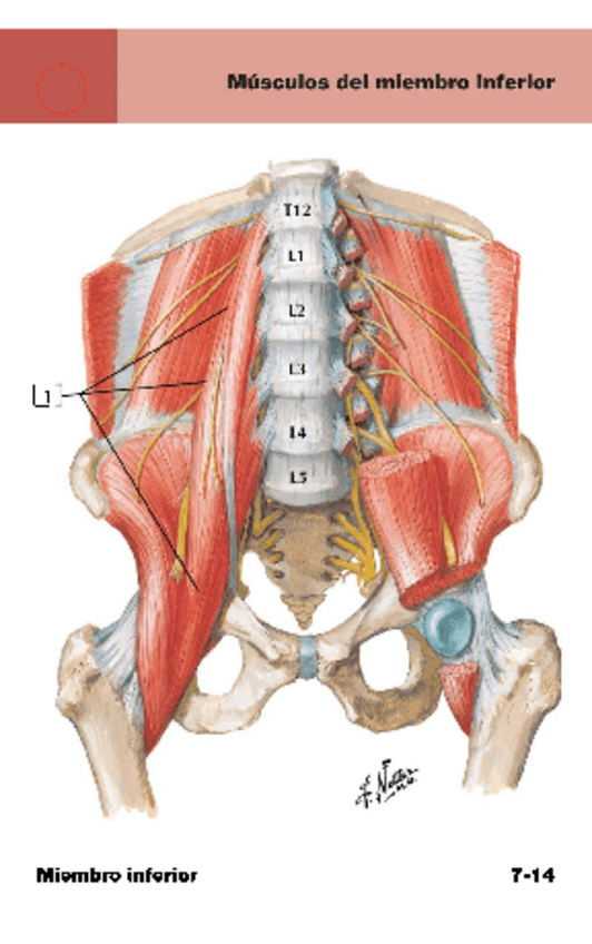 Miniatura del documento Musculos-del-miembro-inferior.pdf