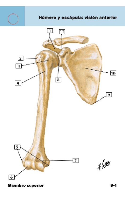 Miniatura del documento Humero-y-escapula.pdf