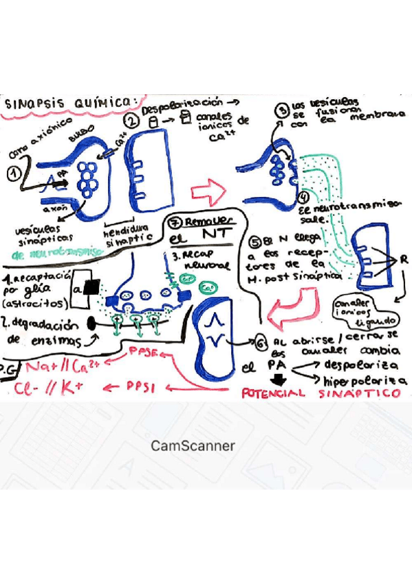 Miniatura del documento SINAPSIS QUIMICA PASO A PASO.pdf