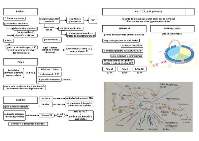 Miniatura del documento b.II-la-celula-ciclo-celular.pdf