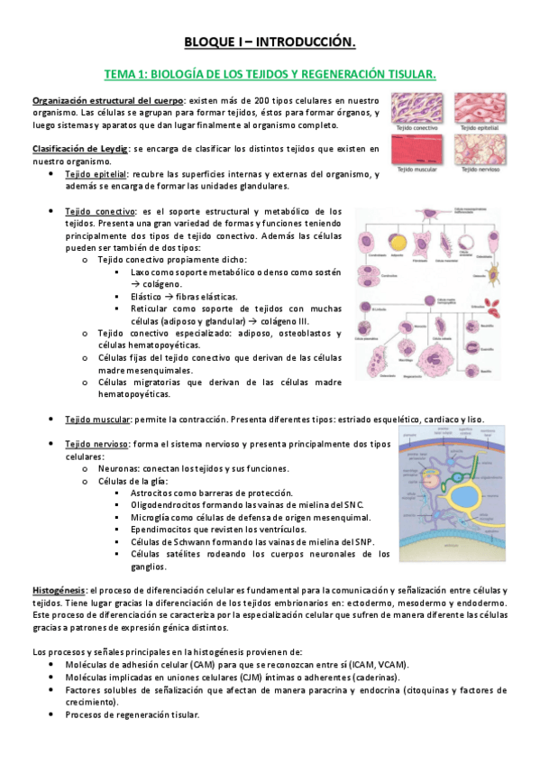 Miniatura del documento Tema 1 - Regeneración Tisular.pdf