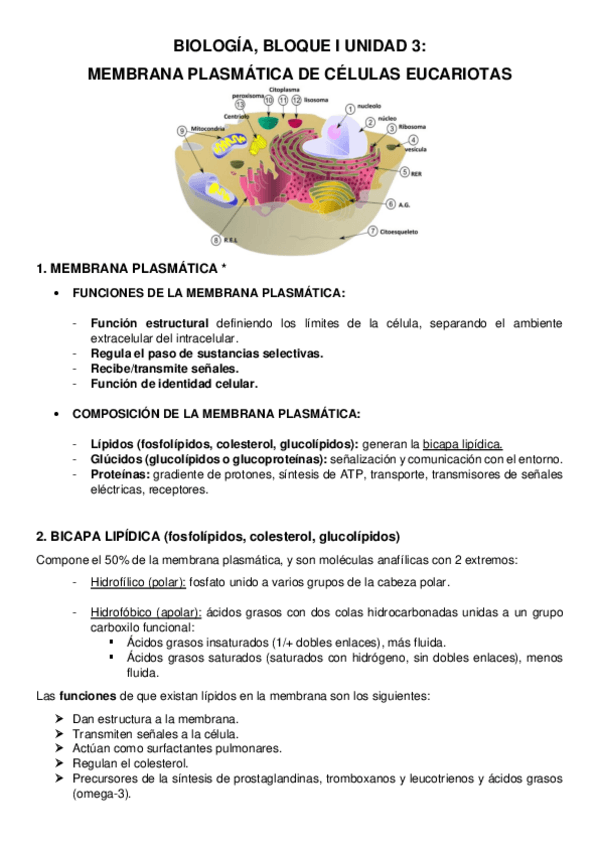 Miniatura del documento BIOLOGIA-RESUMEN-TEMA-3.pdf