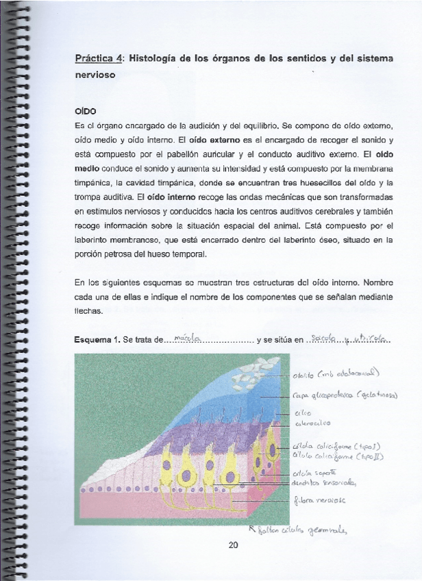 Miniatura del documento Practica-4.pdf