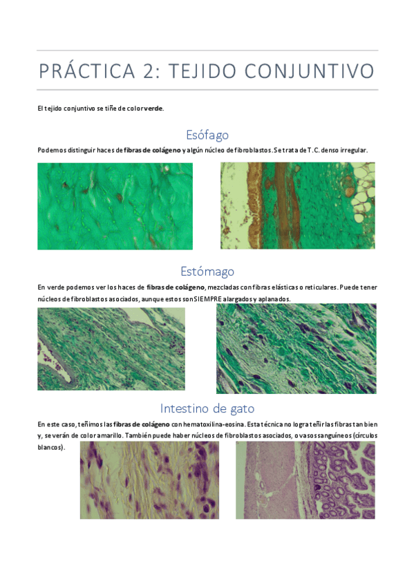 Miniatura del documento PRACTICA-2.pdf