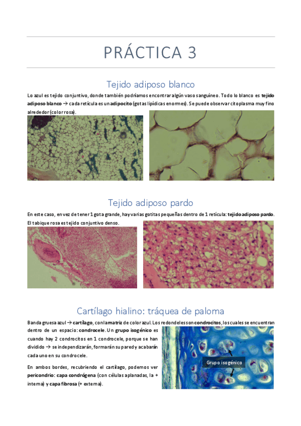 Miniatura del documento PRACTICA-3.pdf