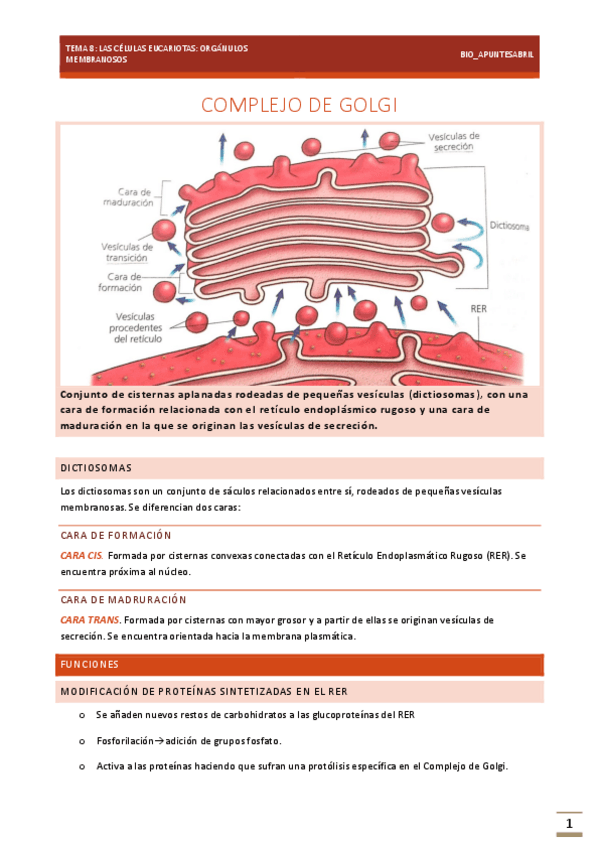 Miniatura del documento CELULAS-EUCARIOTAS-TEMA-8-BIOLOGIA-EBAU.pdf