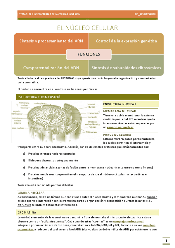Miniatura del documento NUCLEO-CELULAR-EUCARIOTA-TEMA-9-EBAU-BIOLOGIA.pdf