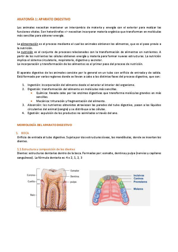 Miniatura del documento Aparato-DIGESTIVO.pdf