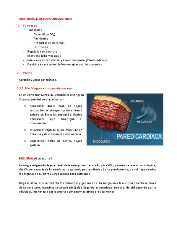 Miniatura del documento Aparato-CIRCULATORIO.pdf