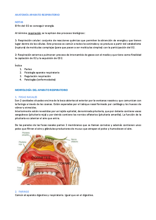 Miniatura del documento Aparato-RESPIRATORIO.pdf