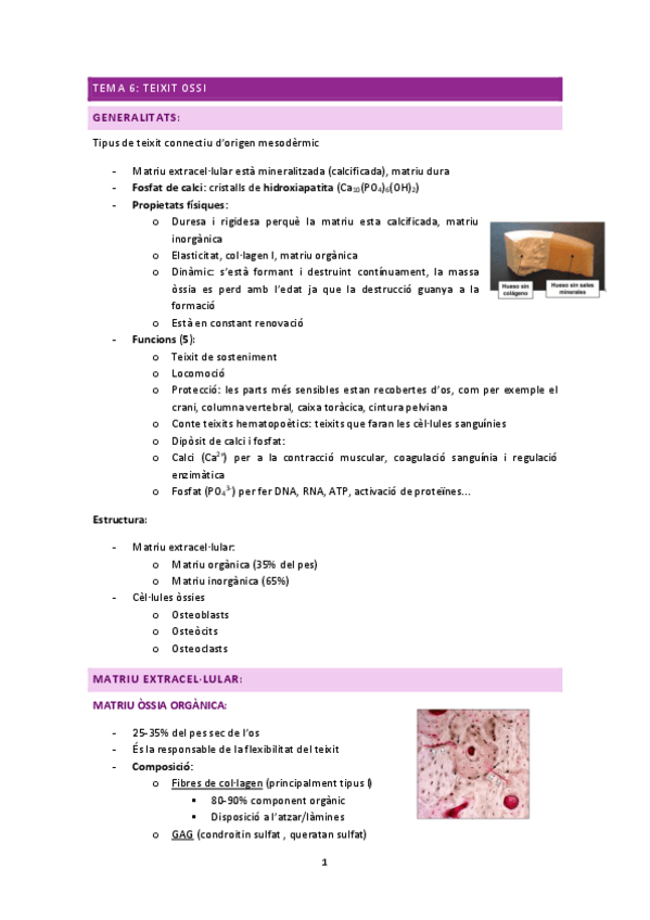 Miniatura del documento histologia-2n-parcial.pdf