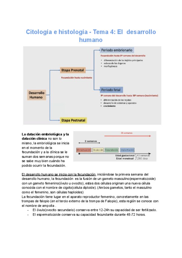 Miniatura del documento Citologia-e-histologia-Tema-4-El-desarrollo-humano.pdf