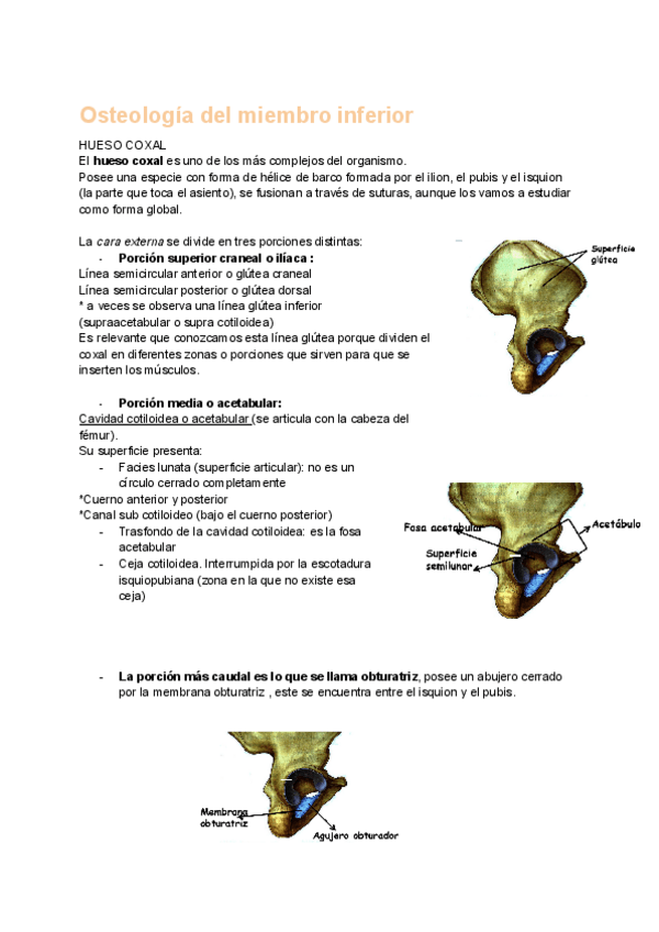 Miniatura del documento Osteologia-del-miembro-inferior.pdf