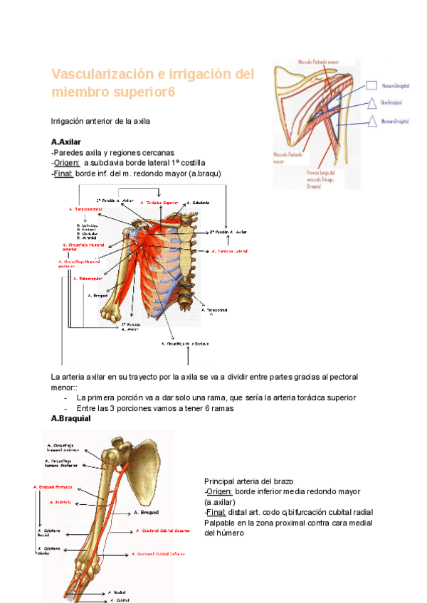 Miniatura del documento vascularizacion-e-irrigacion-del-miembro-superior.pdf