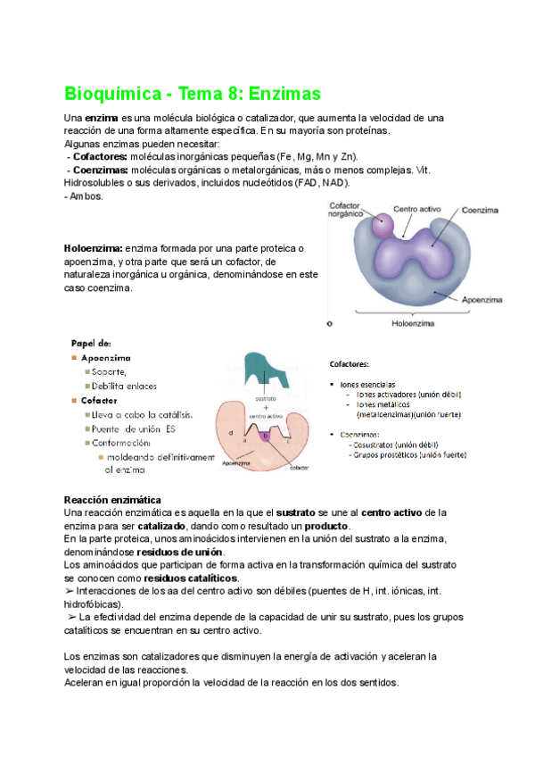 Miniatura del documento Bioquimica-Tema-8-Enzimas.pdf