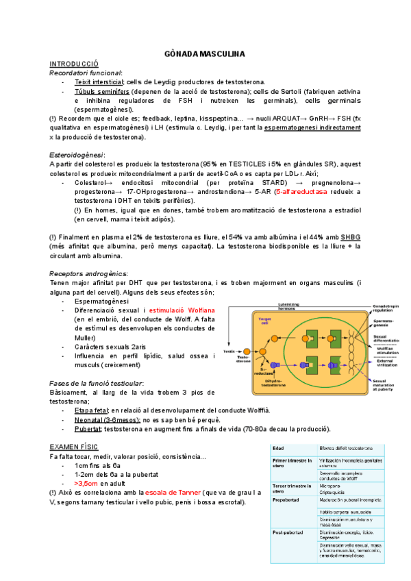 Miniatura del documento GONADES.pdf