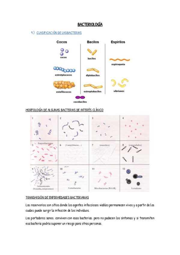 Miniatura del documento Bacteriologia-apuntes.pdf