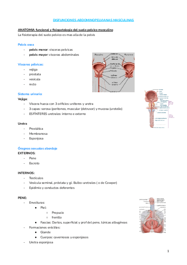Miniatura del documento DISFUNCIONES-ABDOMINOPELVIANAS-MASCULINAS.docx.pdf