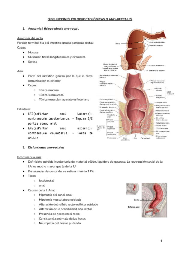 Miniatura del documento DISFUNCIONES-COLOPROCTOLOGICAS-O-ANO-RECTALES.docx.pdf