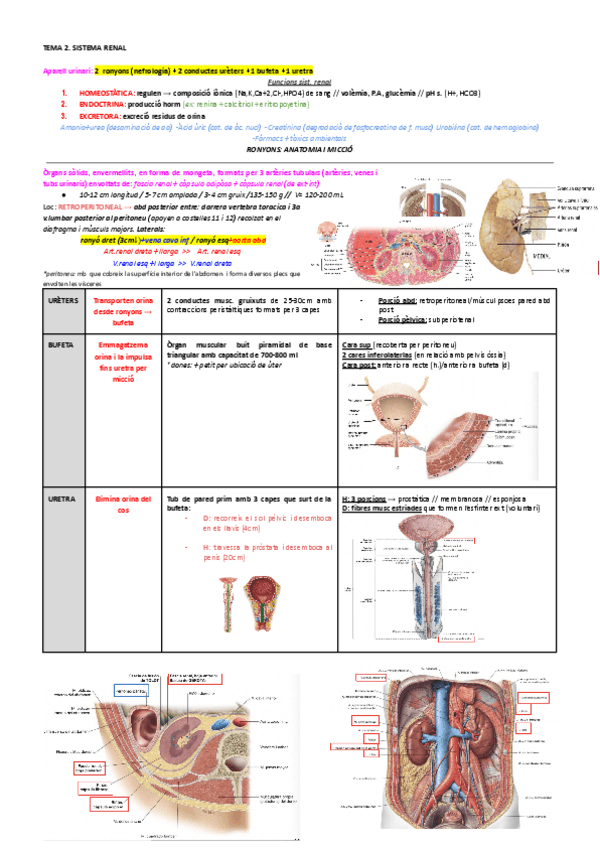 Miniatura del documento Tema-2.-Sistema-Renal.pdf