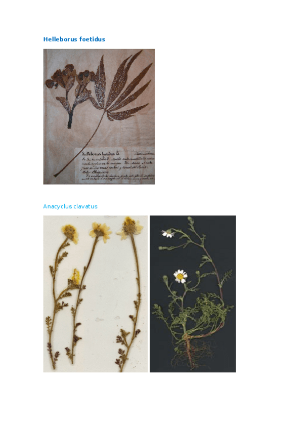Miniatura del documento Herbario solo con las plantas determinadas (2017).docx