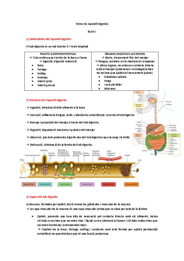 Miniatura del documento Apuntes-Estructura-y-Funcion-del-Cuerpo-Humano-I-Tema-10.pdf