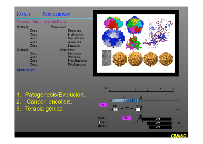 Miniatura del documento Parvovirus.pdf