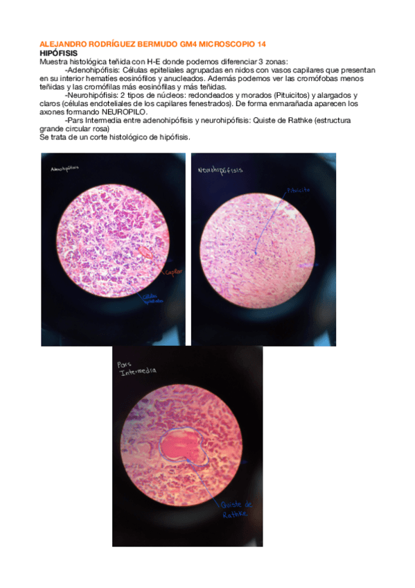 Miniatura del documento Portafolios-de-Histologia.pdf