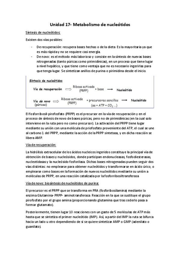 Miniatura del documento Unidad 17- Metabolismo de nucleótidos.pdf