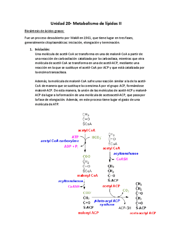 Miniatura del documento Unidad 20- Metabolismo de lípidos II.pdf